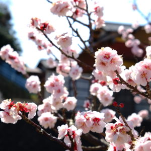 成田山公園