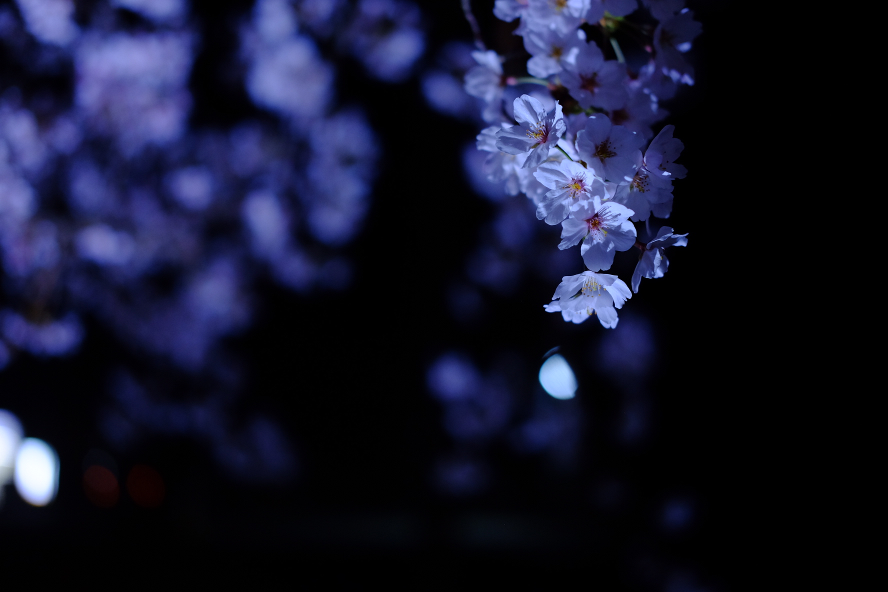 夜桜