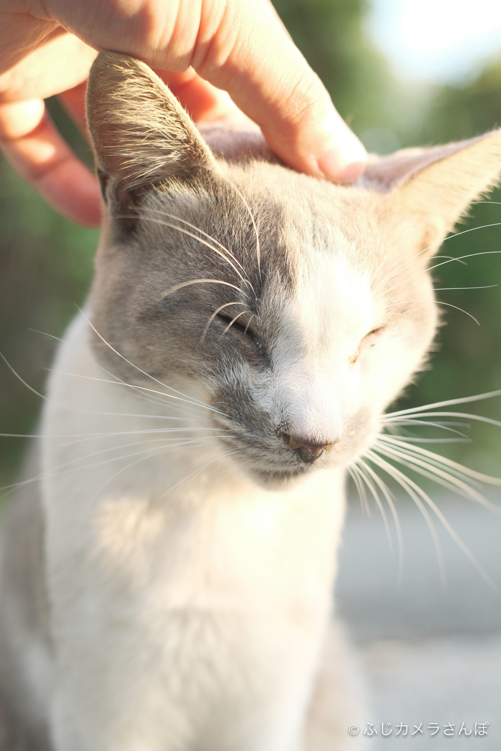 ふじカメラさんぽ