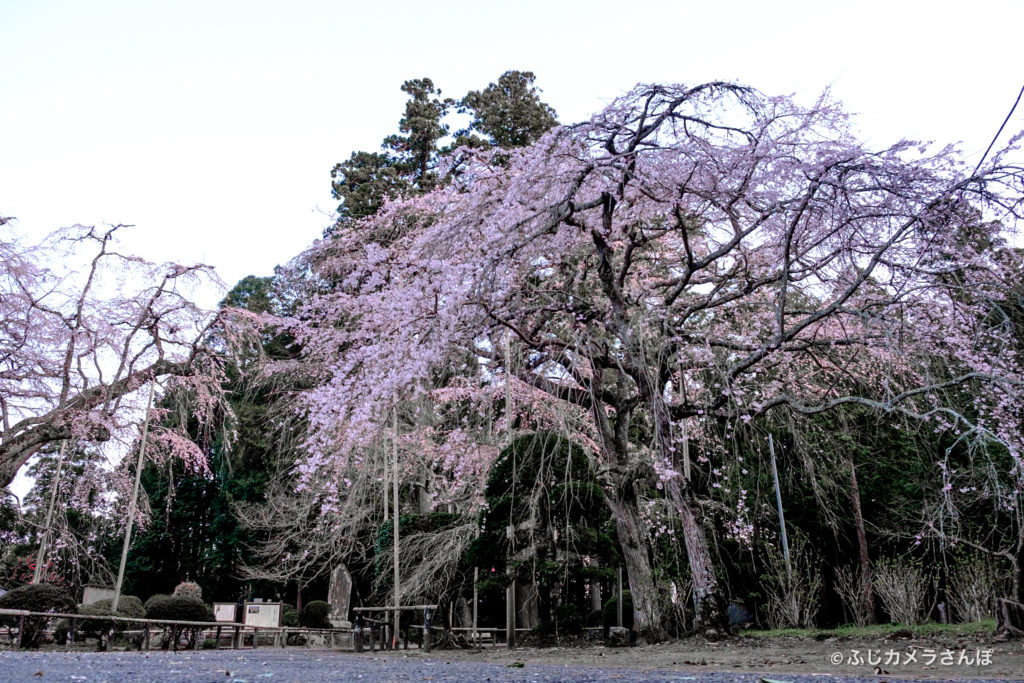 長光寺の枝垂れ桜　from山武市ヽ(・∀・)